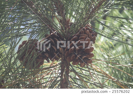 Pinecone Pinecone 25576202