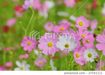 桃紅色和紅色波斯菊花 25581111