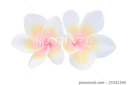 frangipani isolated on white 25581340