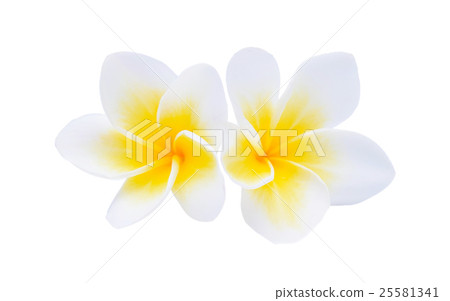 frangipani isolated on white background frangipani isolated on white background 25581341