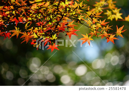 Autumn leaves 25581478