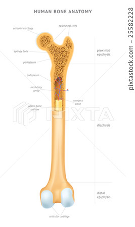 Human bone anatomy 25582228