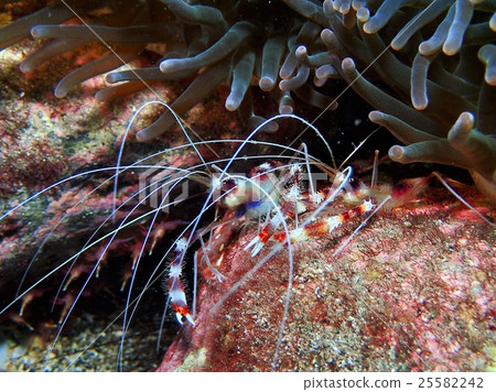 Otidome shrimp 25582242