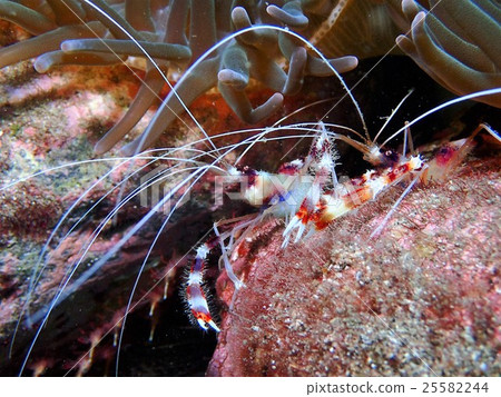 Otidome shrimp 25582244