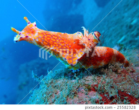 錦魚魚 25582328