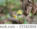蝴蝶採蜜 25582808