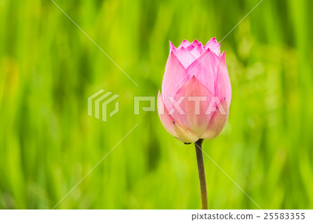 Flowers of Faith 25583355