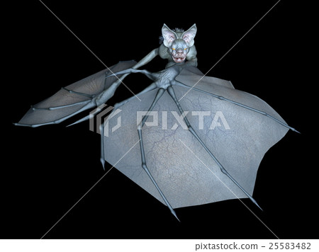 Bat 25583482