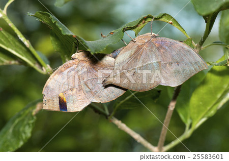 Copulation of Conch Hawk Copulation of Conch Hawk 25583601