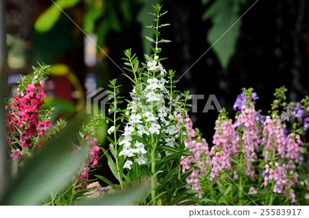 Beautiful plant for web background. Beautiful plant for web background. 25583917