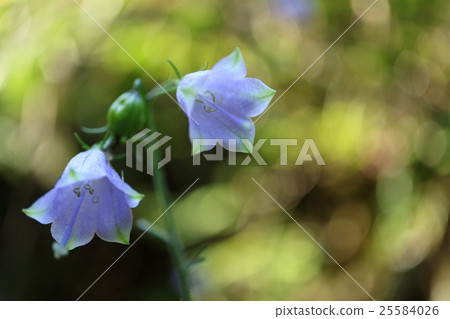 Tuliganinjin Tuliganinjin 25584026