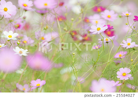 秋天櫻桃圖像 25584027