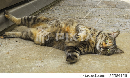 無保護的三部曲貓 無保護的三部曲貓 25584156