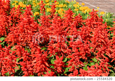 世博紀念公園Salvia 世博紀念公園Salvia 25584320