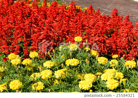 世博紀念公園Salvia和萬壽菊 25584321