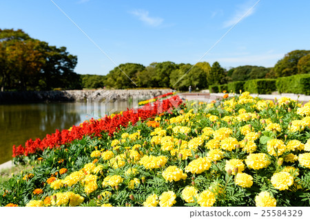 世博紀念公園Salvia和萬壽菊 世博紀念公園Salvia和萬壽菊 25584329