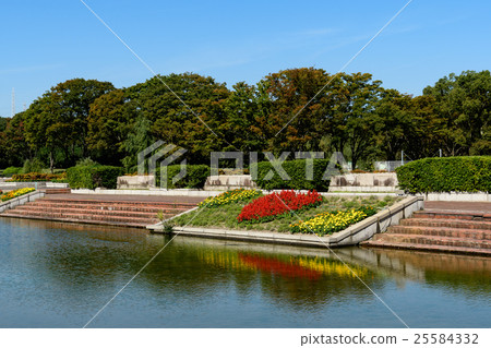 世博紀念公園Salvia和萬壽菊 世博紀念公園Salvia和萬壽菊 25584332