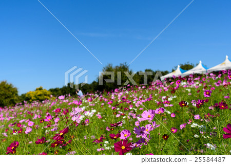 Expo Memorial Park Cosmos Festa 5 2016 Expo Memorial Park Cosmos Festa 5 2016 25584487