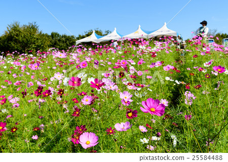 Expo Memorial Park Cosmos Festa 6 2016 Expo Memorial Park Cosmos Festa 6 2016 25584488