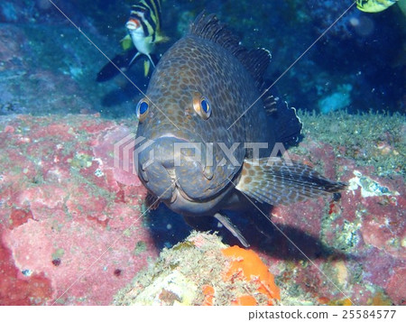 大猴子石斑魚 大猴子石斑魚 25584577