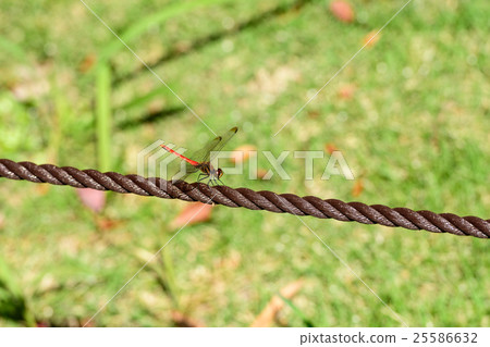 Red dragonfly 25586632