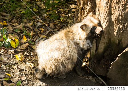 Raccoon Ezo Tanuki 25586633