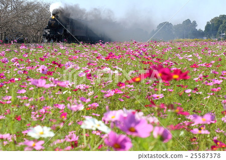 Moka Railway “Cosmos field and SL Moka” 25587378