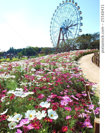 Tobu animals park Promenade of a cosmos field Tobu animals park Promenade of a cosmos field 25588431
