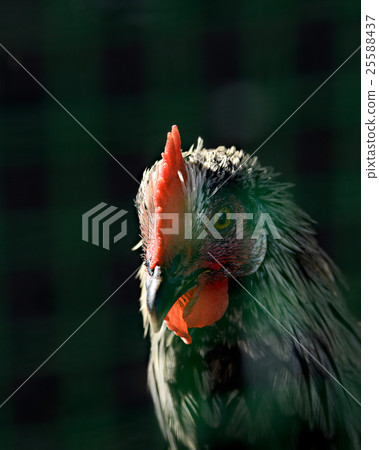 Cock head closeup on dark background with a red Cock head closeup on dark background with a red 25588437