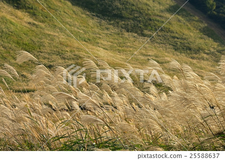 Golden Susuki Golden Susuki 25588637