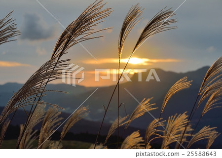 Susuki在夕陽下閃閃發光 25588643