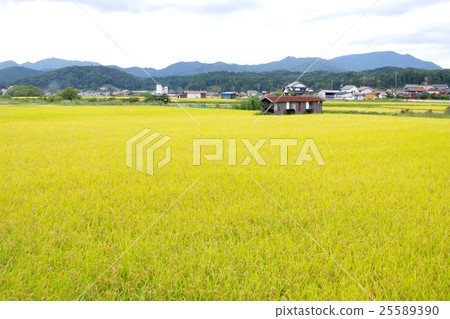 Rural landscape Golden-colored Inada Ten thousand trees Shobara-shi Takano cho 25589390