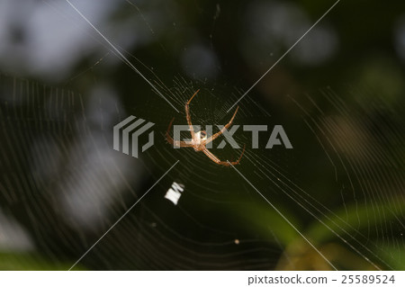 Macro small spider Macro small spider 25589524