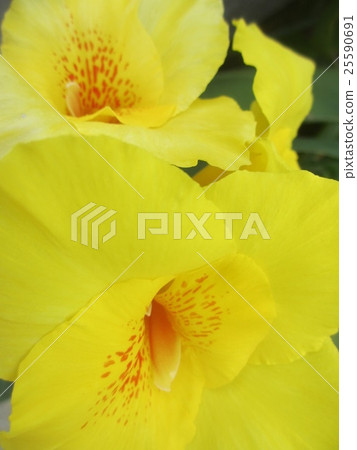 美人蕉花 美人蕉花 25590691