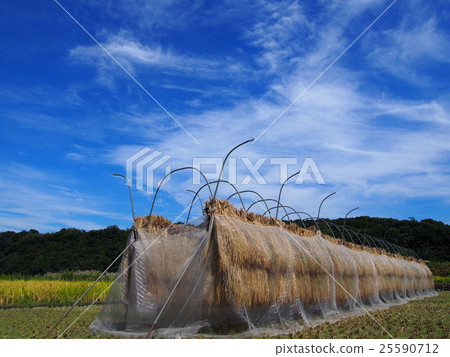 Agriculture · rice cultivation · seizure · inage · bird poping Agriculture · rice cultivation · seizure · inage · bird poping 25590712