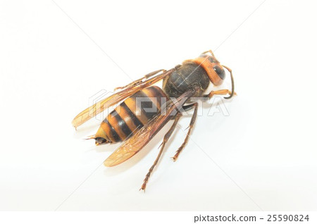 White background giving out the poisonous needle of the beetlepin 25590824