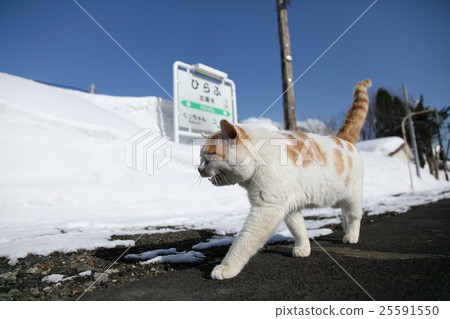 Cat station chief at Hiruo station in winter 25591550