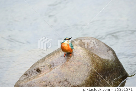 Kingfisher Kingfisher 25591571