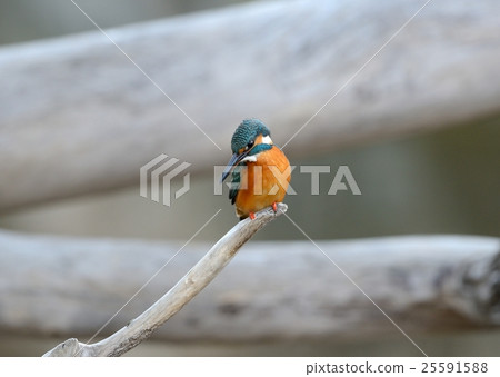 Kingfisher Kingfisher 25591588