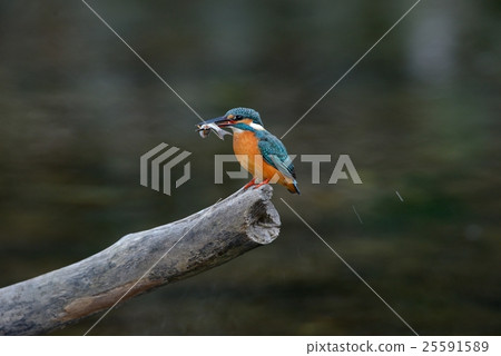 Kingfisher 25591589