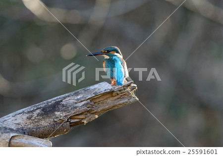 Kingfisher Kingfisher 25591601