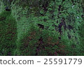 Moss Mausoleum tree moss 25591779
