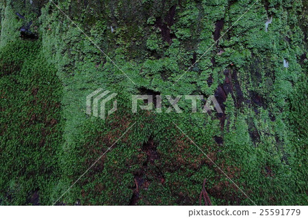 Moss Mausoleum tree moss Moss Mausoleum tree moss 25591779