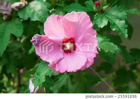 Pink flower 25591836