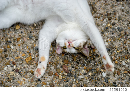 Miketchi在秋天 Miketchi在秋天 25591930