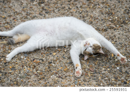 Miketchi在秋天 25591931