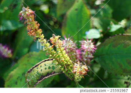Michaelis leucosceptrum stellipilum 25591967