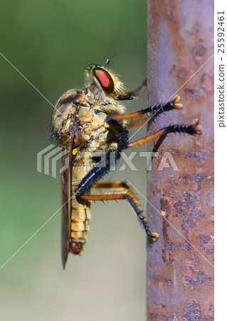 Robber Fly 25592461