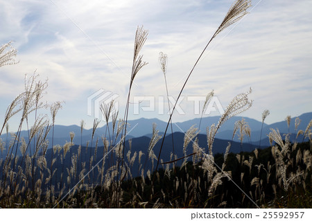 Mifukuyama Commonwealth Yamagishi Suzuki 25592957