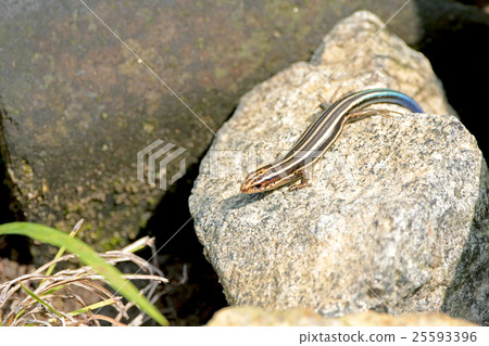 Japanese lizard 25593396